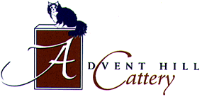 Advent Hill Cattery